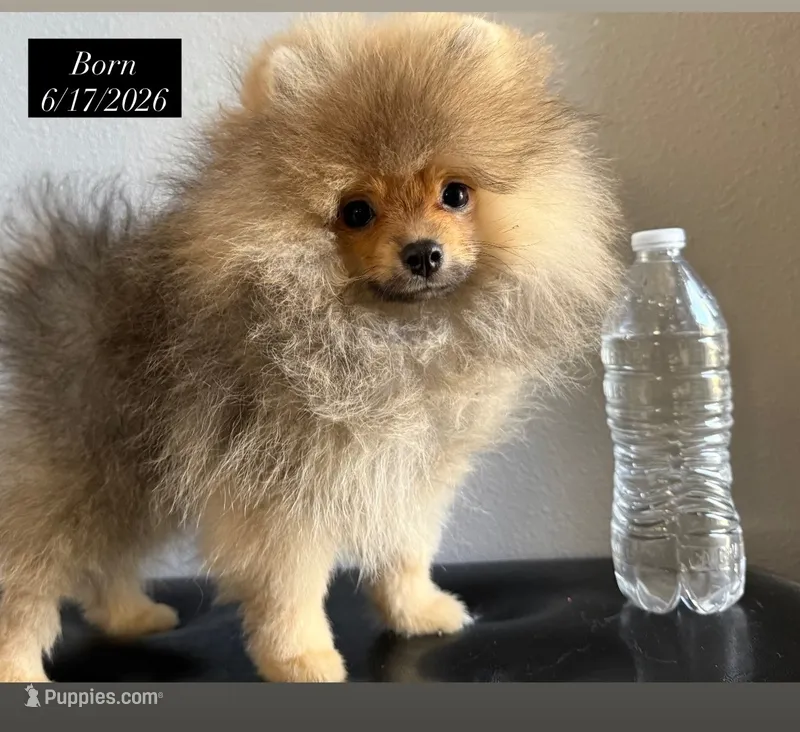 Pomeranian – Pomeranian puppy for sale in Riverside, CA