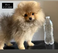 Pomeranian, a male Pomeranian for sale in Riverside, CA – 1 of 5