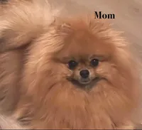 Pomeranian, a male Pomeranian for sale in Riverside, CA – 3 of 5