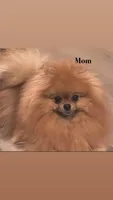 Pomeranian, a male Pomeranian for sale in Riverside, CA – 2 of 5