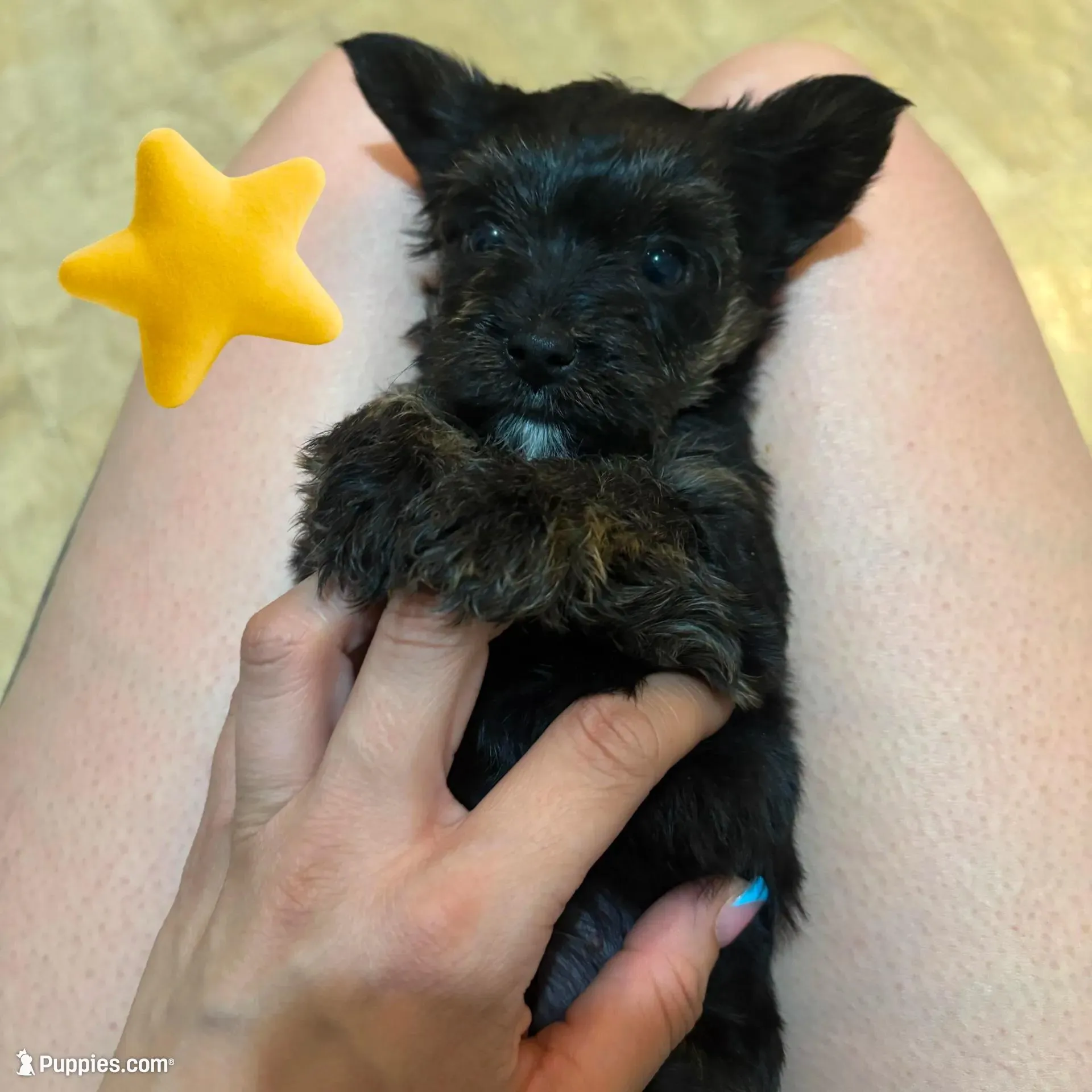Sunflower  – Yorkipoo puppy for sale in Springfield, TN