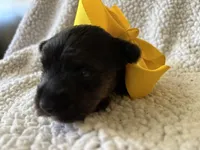 Sunflower , a female Yorkipoo for sale in Springfield, TN – Photo 3 of 3