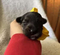 Sunflower , a female Yorkipoo for sale in Springfield, TN – Photo 1 of 3