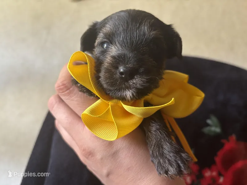 Sunflower  – Yorkipoo puppy for sale in Springfield, TN