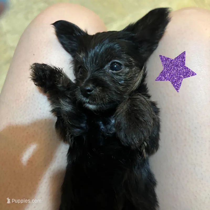 Diamond – Yorkipoo puppy for sale in Springfield, TN