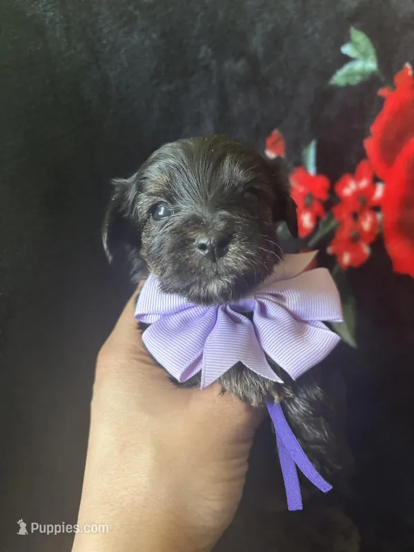 Diamond – Yorkipoo puppy for sale in Springfield, TN