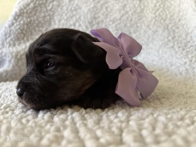 Diamond – Yorkipoo puppy for sale in Springfield, TN