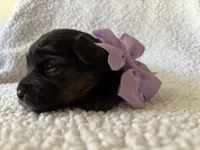 Diamond, a female Yorkipoo for sale in Springfield, TN – Photo 1 of 3