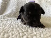 Diamond, a female Yorkipoo for sale in Springfield, TN – Photo 2 of 3