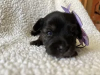 Diamond, a female Yorkipoo for sale in Springfield, TN – Photo 3 of 3