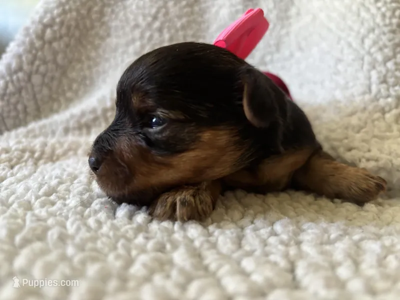 Beautiful  – Yorkipoo puppy for sale in Springfield, TN