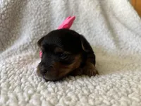 Beautiful , a female Yorkipoo for sale in Springfield, TN – Photo 2 of 3