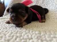 Beautiful , a female Yorkipoo for sale in Springfield, TN – Photo 3 of 3