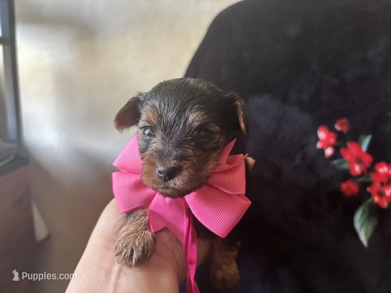 Beautiful  – Yorkipoo puppy on hold in Springfield, TN