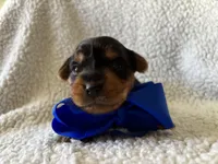 Benito, a male Yorkipoo for sale in Springfield, TN – Photo 2 of 3