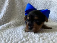 Benito, a male Yorkipoo for sale in Springfield, TN – Photo 1 of 3