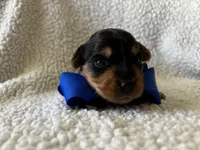 Benito, a male Yorkipoo for sale in Springfield, TN – Photo 3 of 3