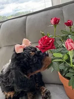 Toy Poodle, a female Poodle - Toy  for sale in Lake Placid, FL – Photo 3 of 3