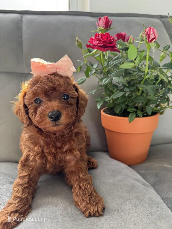 Toy Poodle – Poodle - Toy  puppy for sale in Lake Placid, FL