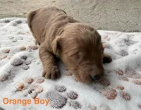 Orange Boy, a male Goldendoodle for sale in Stewartville, MN – Photo 5 of 5
