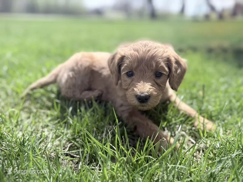 Orange Boy – Goldendoodle puppy for sale in Stewartville, MN