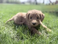 Orange Boy, a male Goldendoodle for sale in Stewartville, MN – Photo 1 of 5
