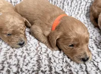 Orange Boy, a male Goldendoodle for sale in Stewartville, MN – Photo 4 of 5