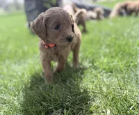 Orange Boy, a male Goldendoodle for sale in Stewartville, MN – Photo 2 of 5