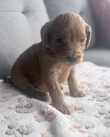 Orange Boy, a male Goldendoodle for sale in Stewartville, MN – Photo 3 of 5