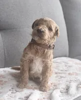 Brown Boy, a male Goldendoodle for sale in Stewartville, MN – Photo 3 of 4