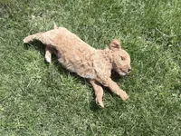 Brown Boy, a male Goldendoodle for sale in Stewartville, MN – Photo 2 of 4