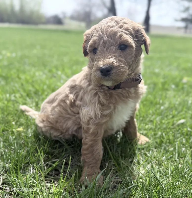 Brown Boy – Goldendoodle puppy for sale in Stewartville, MN