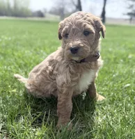 Brown Boy, a male Goldendoodle for sale in Stewartville, MN – Photo 1 of 4