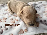 Brown Boy, a male Goldendoodle for sale in Stewartville, MN – Photo 4 of 4