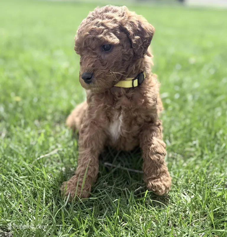Yellow Girl – Goldendoodle puppy for sale in Stewartville, MN