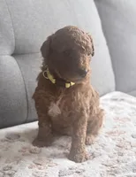 Yellow Girl, a female Goldendoodle for sale in Stewartville, MN – Photo 2 of 3