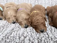 Yellow Girl, a female Goldendoodle for sale in Stewartville, MN – Photo 3 of 3