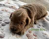 Green Boy, a male Goldendoodle for sale in Stewartville, MN – Photo 5 of 5
