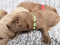 Green Boy, a male Goldendoodle for sale in Stewartville, MN – Photo 4 of 5