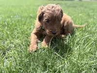 Green Boy, a male Goldendoodle for sale in Stewartville, MN – Photo 2 of 5