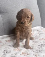 Green Boy, a male Goldendoodle for sale in Stewartville, MN – Photo 3 of 5