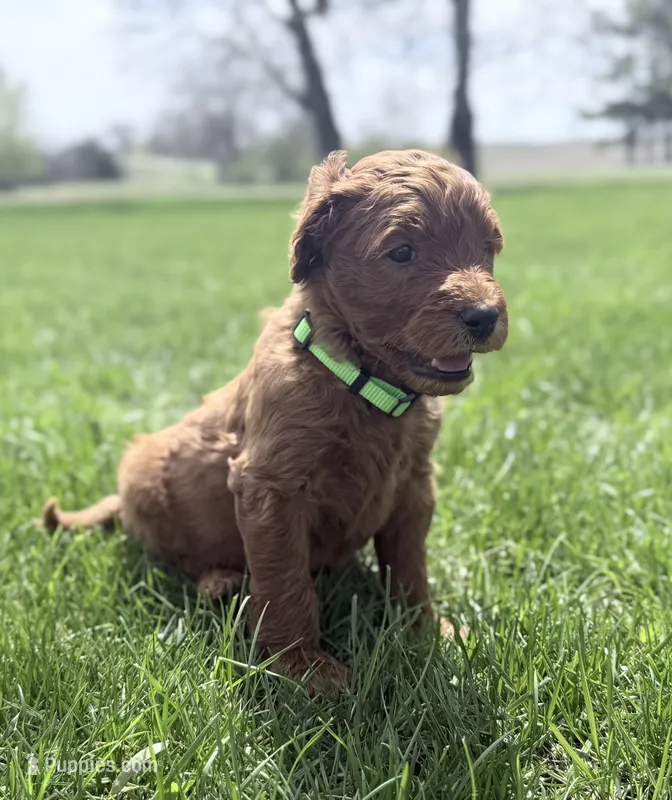 Green Boy – Goldendoodle puppy for sale in Stewartville, MN