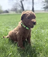 Green Boy, a male Goldendoodle for sale in Stewartville, MN – Photo 1 of 5