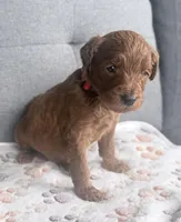 Red Boy, a male Goldendoodle for sale in Stewartville, MN – Photo 2 of 5