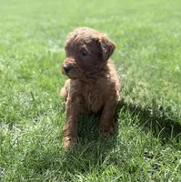 Red Boy, a male Goldendoodle for sale in Stewartville, MN – Photo 1 of 5