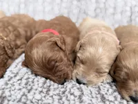 Red Boy, a male Goldendoodle for sale in Stewartville, MN – Photo 4 of 5