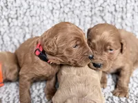 Red Boy, a male Goldendoodle for sale in Stewartville, MN – Photo 3 of 5