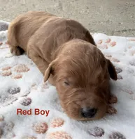 Red Boy, a male Goldendoodle for sale in Stewartville, MN – Photo 5 of 5