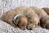Blue Boy, a male Goldendoodle for sale in Stewartville, MN – Photo 3 of 5