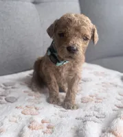 Blue Boy, a male Goldendoodle for sale in Stewartville, MN – Photo 2 of 5